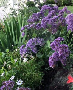 Gardengigs Gardening Designers Canberra Services - Lush and Blooming Violet Flowers